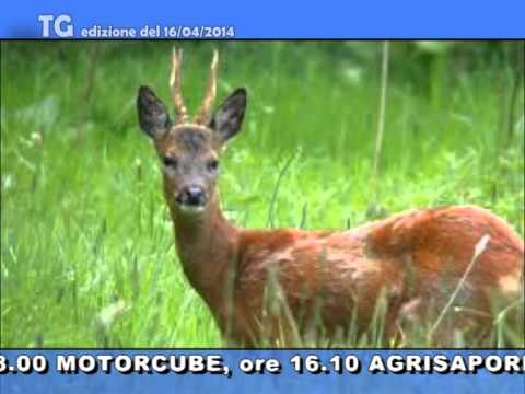 TG del 16 04 14