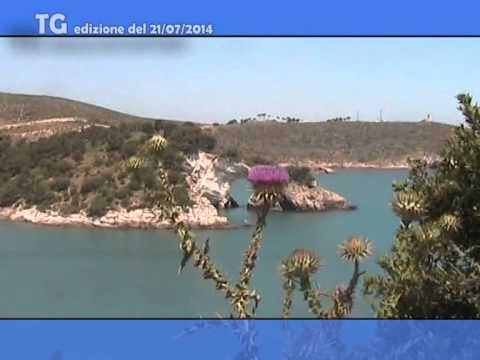 TG del 21 07 14