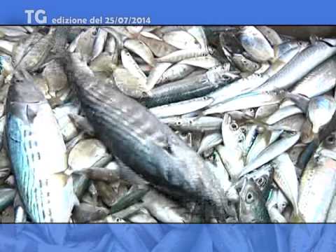 TG del 25 07 14