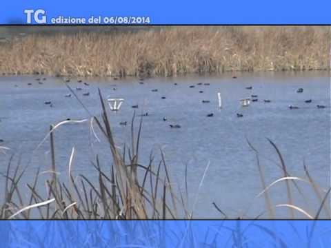 TG del 06 08 14 TG del 06 08 14