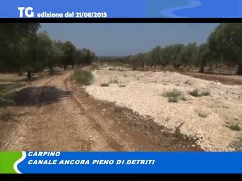TG del 21 08 15