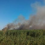 Brucia la Capitanata: incendi del 20 agosto „