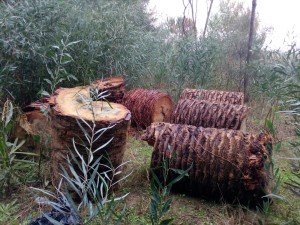 SMALTIMENTO ILLECITO DI PALME TAGLIATE SMALTIMENTO ILLECITO DI PALME TAGLIATE