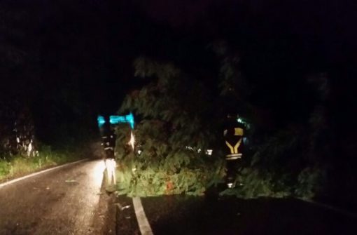 Crolla albero tra Foggia e Manfredonia, paura sulla SS89 all’altezza dell’aeroporto di Amendola