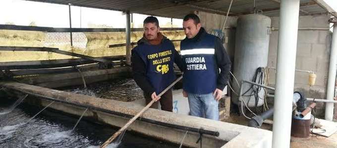 Operazione ‘Christmas Fish': sequestrati 500 kg di anguilla nel foggiano