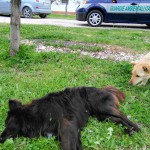 “Sono stati avvelenati gli animali trovati morti a Siponto”