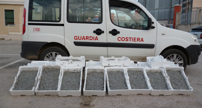 Guardia Costiera, maxi-sequestro di bianchetto e contrasto al commercio su pubblica via: sottratti al mercato 400 kg circa di prodotto ittico