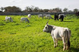 Bovini infetti, positive alla brucellosi 32 aziende della provincia di Foggia. Allevamenti Gargano più colpiti