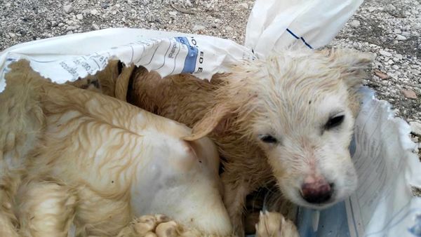 Cani chiusi in un sacco e morti soffocati a Manfredonia