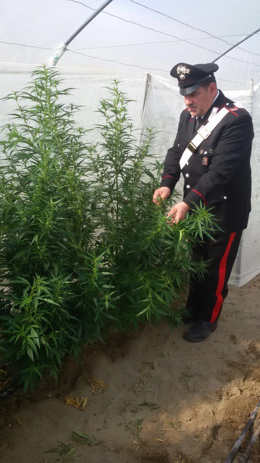 Coltivazione di marijuana: arrestato dai Carabinieri 39enne a Zapponeta