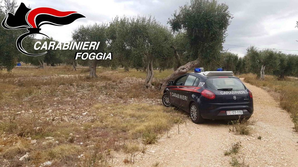 Provocano scempio e rubano 3 quintali di olive sul Gargano, in manette sei rumeni