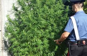 Sorpreso dai Carabinieri mentre irrigava una piantagione di marijuana