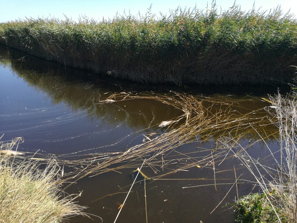 Inquinamento Cervaro, CSN – WWF “Perchè tanto tempo per intervenire?”