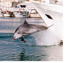 Filippo II, il nuovo delfino di Manfredonia Filippo II, il nuovo delfino di Manfredonia