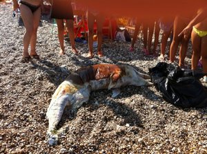 Mattinata, delfino spiaggiato a Punta Grugno Mattinata, delfino spiaggiato a Punta Grugno