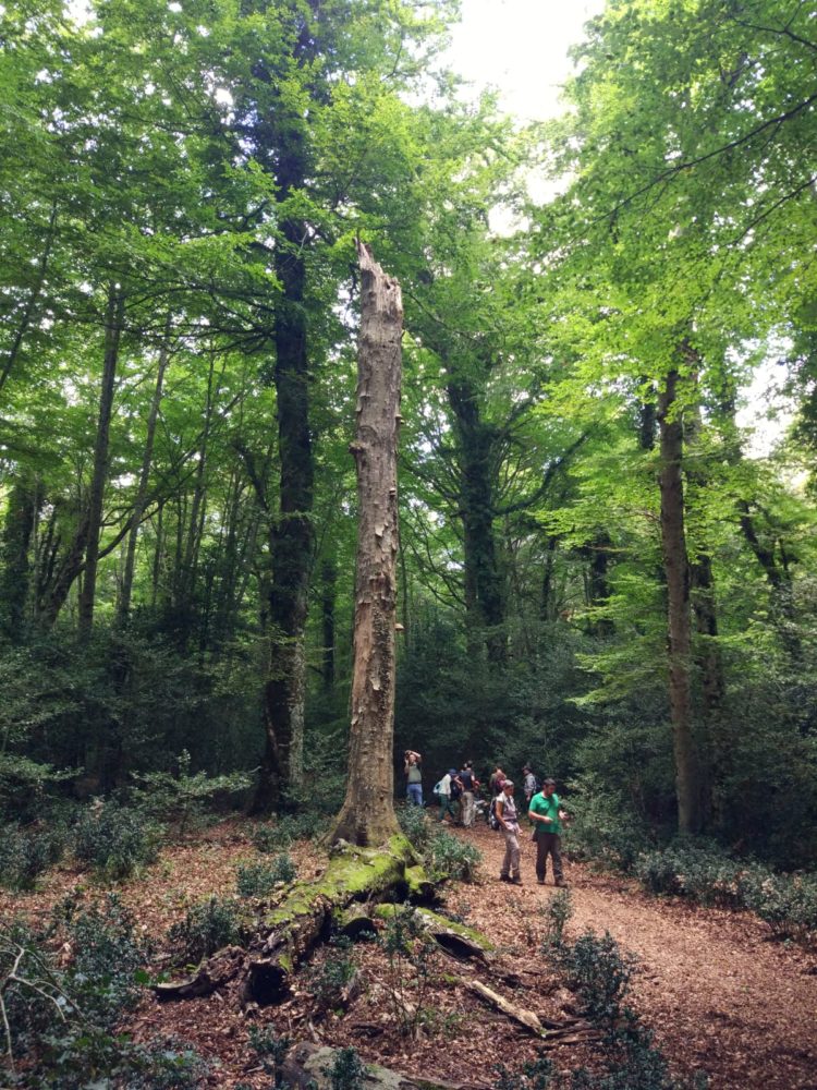 Studiosi dal mondo nelle faggete UNESCO della Foresta Umbra