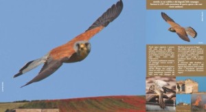 la campagna LIPU per salvare falchi e ruralità del Tavoliere