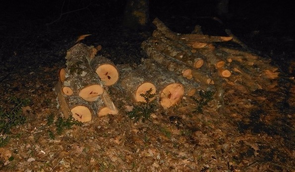 Furto aggravato di legna, due arresti a Monte S.Angelo