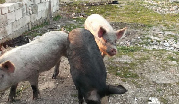 Maiali tra i rifiuti e discarica non autorizzata: ecco cosa scoprono le Guardie ecologiche ambientali a Manfredonia