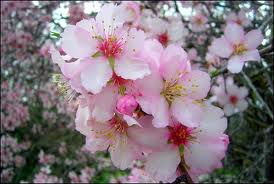 Un teschio con minacce di morte al sindaco di Monte e famiglia. Nel mirino anche assessore Un teschio con minacce di morte al sindaco di Monte e famiglia. Nel mirino anche assessore