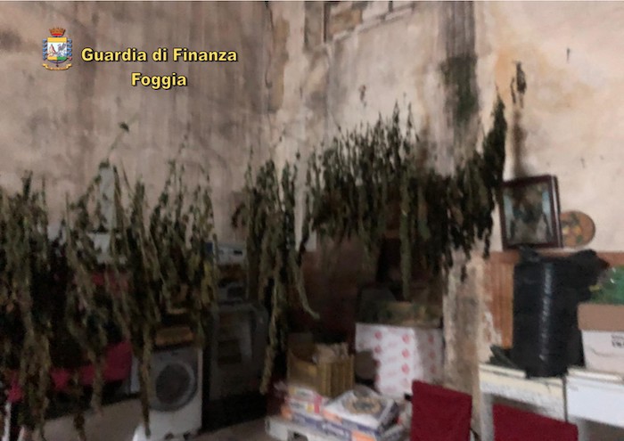 Droga nel Basso Tavoliere, sequestrati 22 kg di marijuana. Due arresti