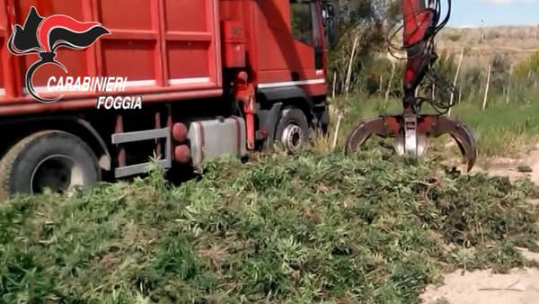 Scoperta maxi piantagione di marjuana