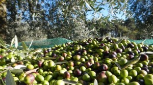 Furti olive in aumento in Puglia, danni all'economia Furti olive in aumento in Puglia, danni all'economia