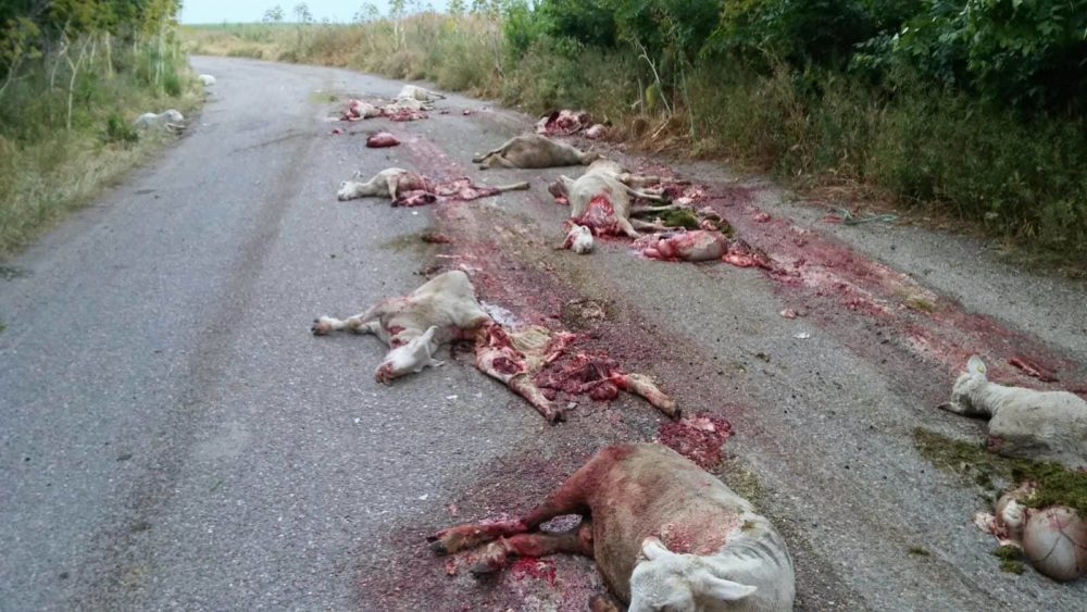 Strage di pecore sulla Sp72, Guardie Volontarie “Gregge travolto, morti anche cuccioli”
