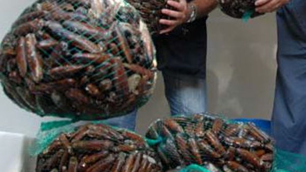 Urto improvviso, falla per peschereccio di Manfredonia: salve 3 persone