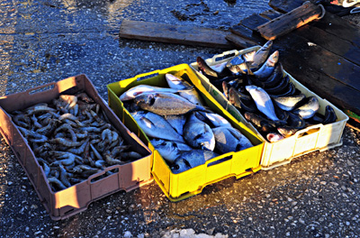 Revoca licenza illegittima, Tar: Ministero risarcisca impresa pesca di Manfredonia