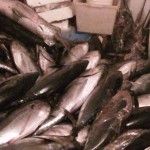 Vieste, sequestro 14 quintali tonno rosso e pesce spada