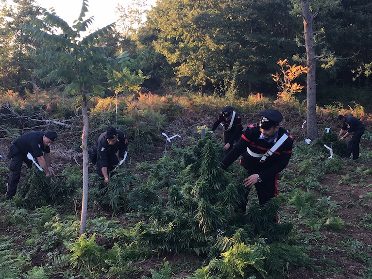 Gargano, 120 piante di marija nel bosco. Pizzicato uomo del clan Di Claudio-Mancini