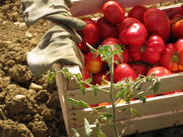 Capitanata: tempo di salsa, Slow Food consiglia pomodori "caporalato free"