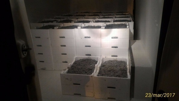 Polstrada scopre trasporto illecito novellame da Manfredonia verso la Calabria