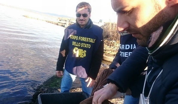 Lesina, Forestale sequestra ingenti quantitativi di anguille e pesce fresco