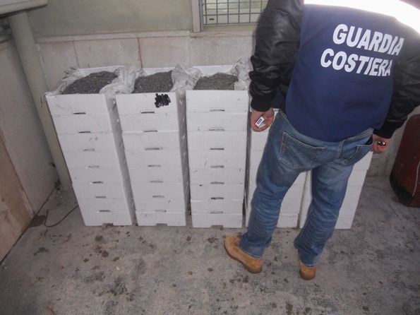 Blitz della Guardia Costiera, sequestrata una tonnellata di bianchetto