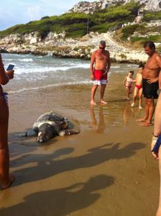 Goletta Verde, a Capojale libera una tartaruga caretta caretta