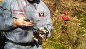Manfredonia. Stop antibracconaggio nel Parco del Gargano: fermato 33enne