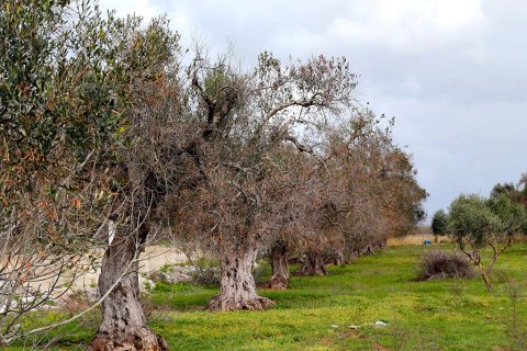 Xylella fastidiosa, in corso anche a Manfredonia l’ispezione delle piante