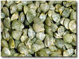 GdF Mnfredonia : violazioni lungo la fascia costiera GdF Mnfredonia : violazioni lungo la fascia costiera