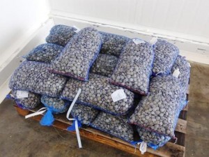 Guardia Costiera Manfredonia, sequestro 1 Tonn. molluschi bivalvi