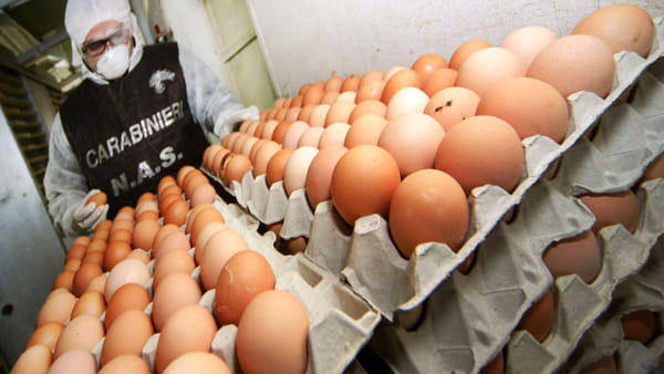 Guardare con più attenzione i timbri sulle uova: novità in vista