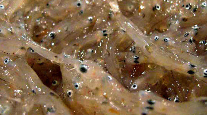 LA PESCA DEL ROSSETTO E LE REGOLE COMUNITARIE