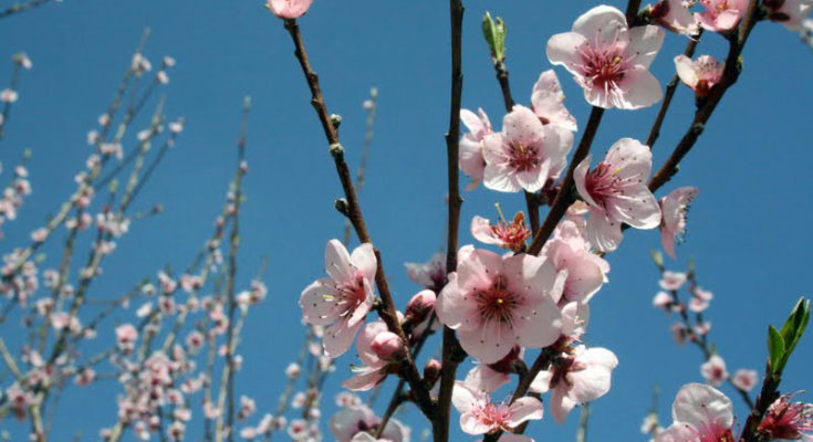 IN PUGLIA ARRIVA LA PRIMAVERA. COLDIRETTI: “MANDORLI IN FIORE, RISVEGLIO ANTICIPATO NON VA BENE”