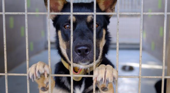 Regione Puglia: veterinario gratis per chi adotta cani e gatti