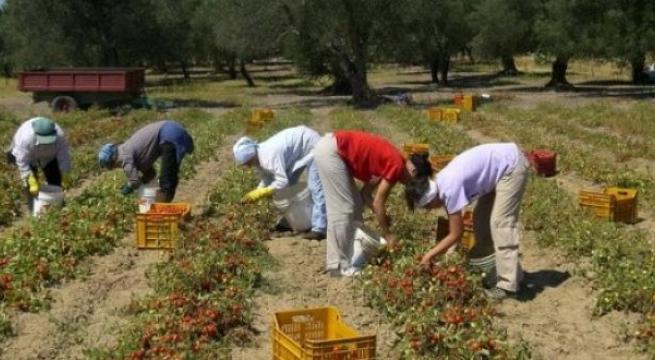 Lancio di pietre contro braccianti da un’auto in corsa: 3 feriti nel Foggiano Lancio di pietre contro braccianti da un’auto in corsa: 3 feriti nel Foggiano