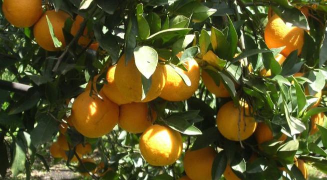 Clima, Coldiretti Puglia: colture attaccate da insetti mai visti prima Clima, Coldiretti Puglia: colture attaccate da insetti mai visti prima
