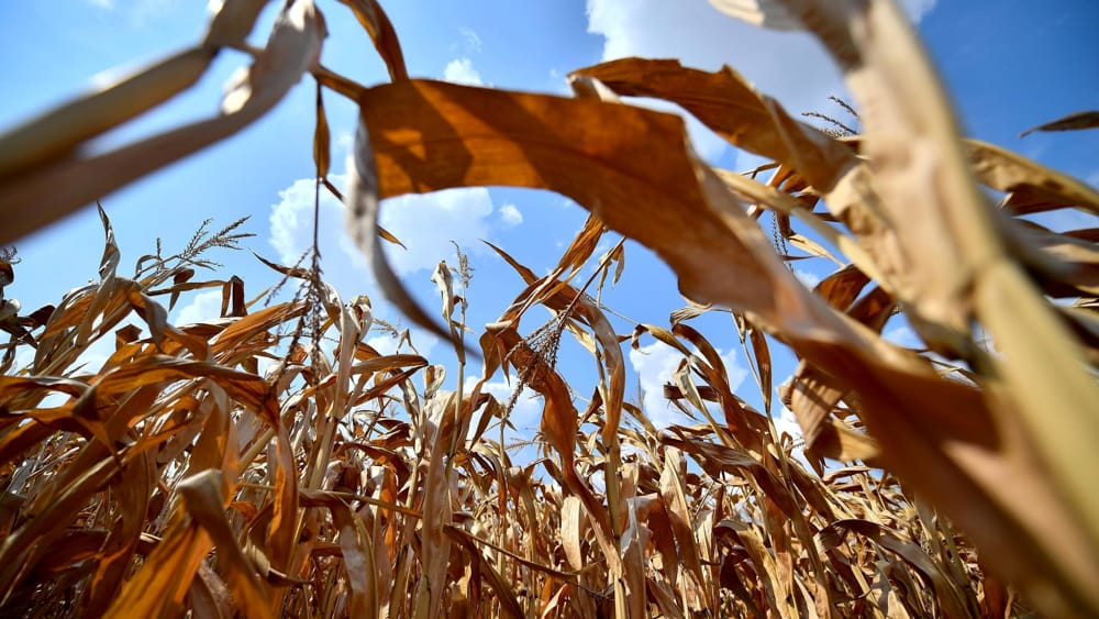 L’Ue sostiene gli agricoltori colpiti dalla siccità L’Ue sostiene gli agricoltori colpiti dalla siccità
