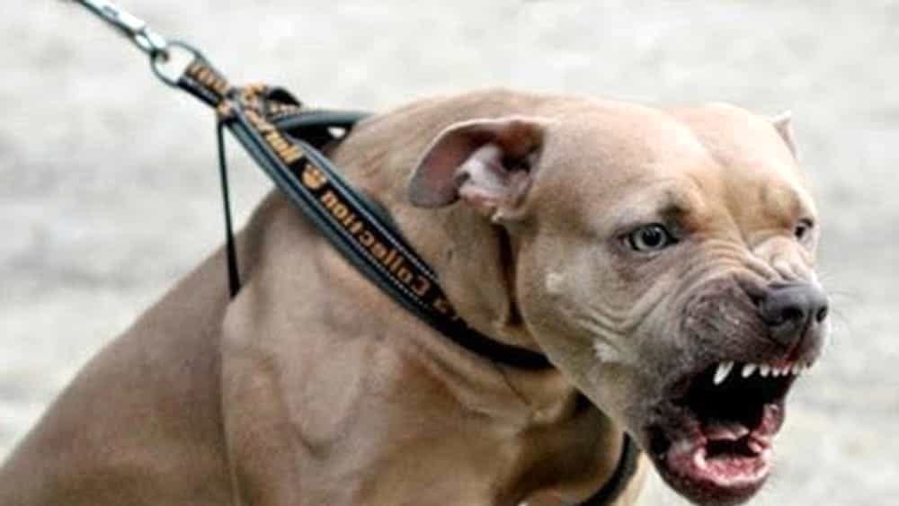 Manfredonia: pitbull azzannano ragazzino di 12 anni „ Manfredonia: pitbull azzannano ragazzino di 12 anni „